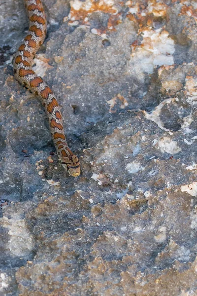 Prise Vue Serpent Léopard Adulte Une Couleuvre Obscure Europe Zamenis — Photo