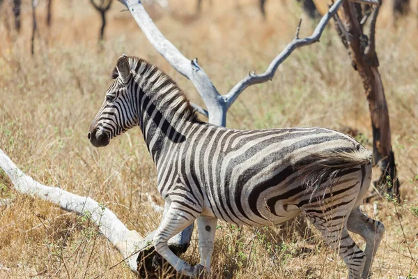 Een Zebra Rennend Een Droog Veld Een Zonnige Dag — Stockfoto