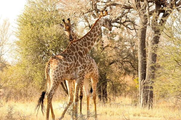 Güney Afrika Safari Iki Şirin Uzun Zürafa — Stok fotoğraf