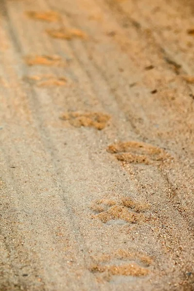 Tiro Vertical Pegadas Animais Areia — Fotografia de Stock