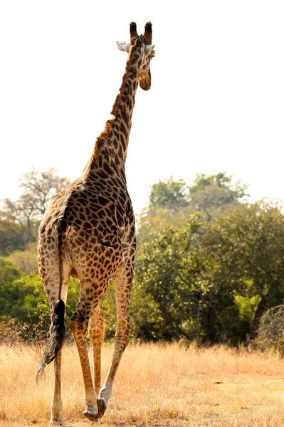 Uma Girafa Bonita Alta Safari África Sul — Fotografia de Stock