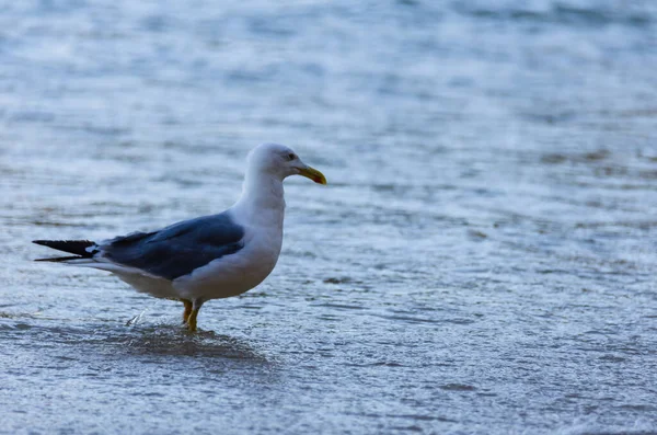 Foyer Sélectif Une Mouette Blanche Grise Dans Eau — Photo