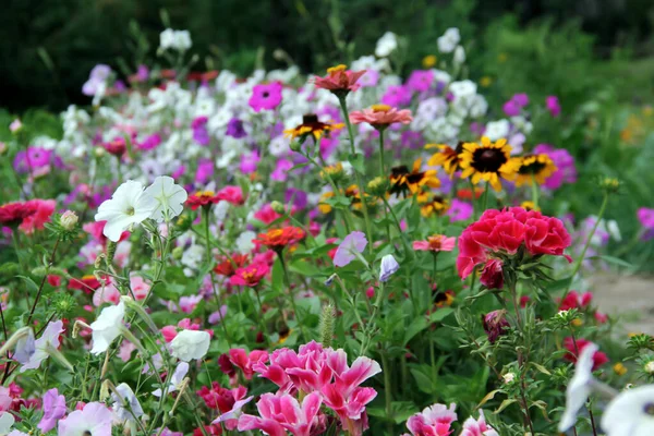 Selektywne Ujęcie Ostrości Różnorodnych Kwiatów Uprawianych Ogrodzie — Zdjęcie stockowe