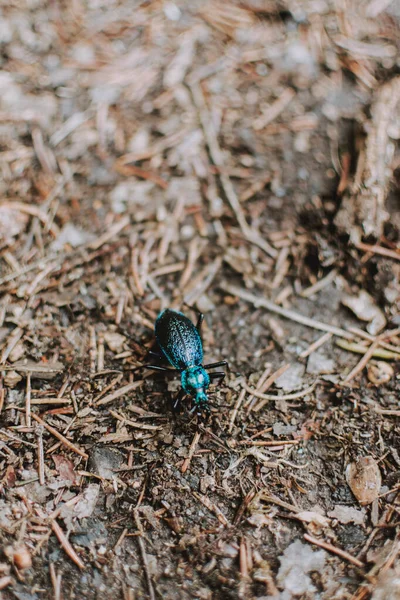 小枝で覆われた地面に青い地面の甲虫が歩いている — ストック写真