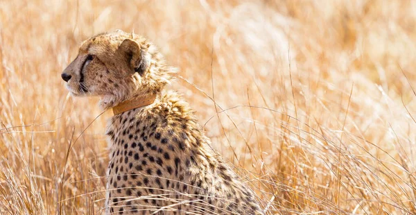 Een Afrikaanse Cheetah Liggend Het Gras — Stockfoto