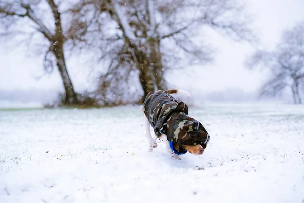 Lindo Perro Vistiendo Abrigo Invierno Caminando Mientras Cabeza Está Cubierta — Foto de Stock