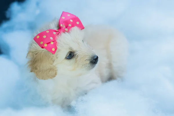 Primer Plano Hermoso Cachorro Tendero Con Lazo Rosa —  Fotos de Stock