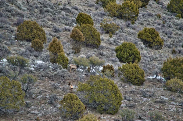 Uma Encosta Com Arbustos Grama Animais Selvagens Pastando — Fotografia de Stock