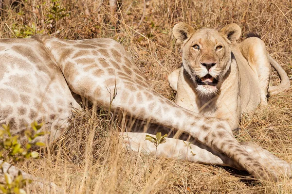 Nahaufnahme Eines Weiblichen Löwen Der Neben Einer Toten Giraffe Liegt — Stockfoto