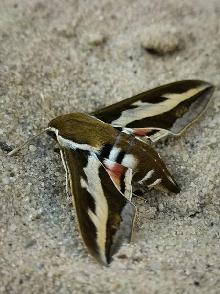 Closeup Shot Bedstraw Hawk Moth Sand — Stock Photo, Image