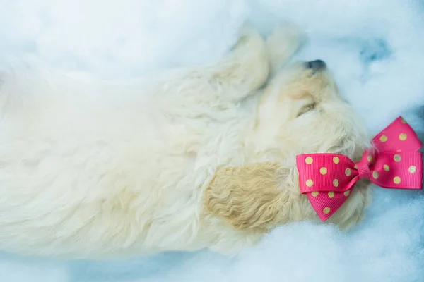Eine Hochwinkelaufnahme Eines Kleinen Schlafenden Weißen Hundes Mit Einer Schleife — Stockfoto