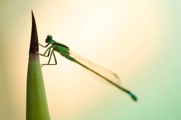 Yeşil Bir Bitkinin Üzerine Tüneyen Bir Yusufçuğun Yan Görüntüsü — Stok fotoğraf