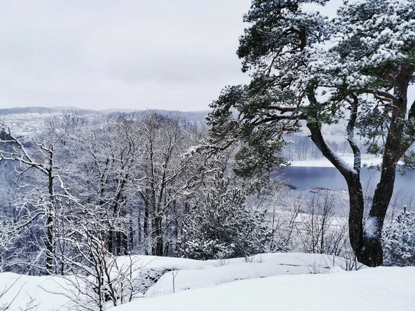 Okouzlující Záběr Krásné Zimní Krajiny Zasněženými Stromy Larvik Norsko — Stock fotografie