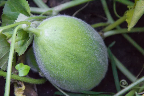 Plantación Melones Verdes Jardín Orgánico —  Fotos de Stock