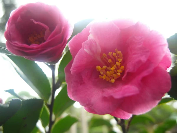 Вибірковий Фокус Знімок Красивих Рожевих Квітів Камелії Саду — стокове фото