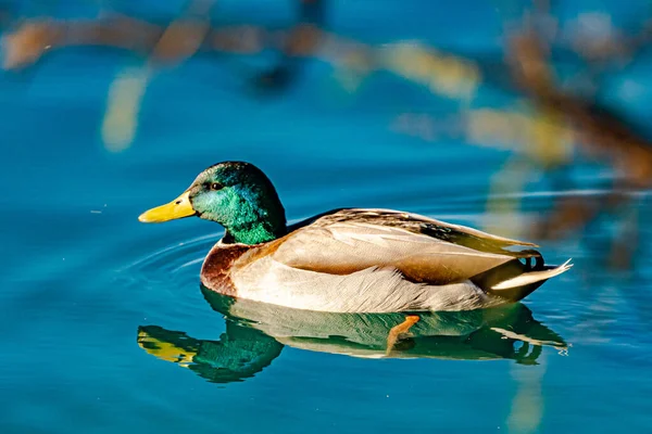 Une Belle Photo Canard Colvert Mâle Nageant Dans Piscine — Photo