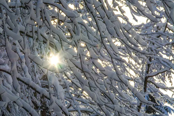 Primer Plano Ramas Árboles Cubiertas Nieve —  Fotos de Stock