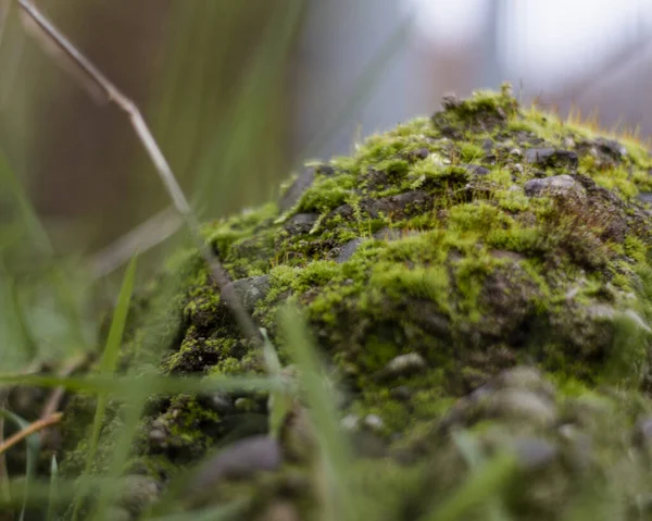 Primer Plano Viejo Árbol Cubierto Musgo Verde — Foto de Stock