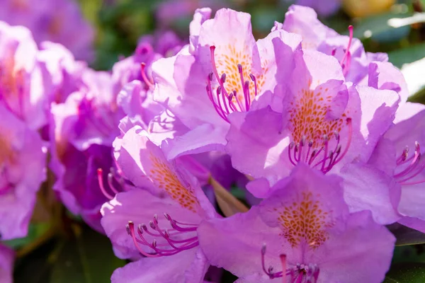 Enfoque Selectivo Delicadas Flores Rhododendron Púrpura —  Fotos de Stock