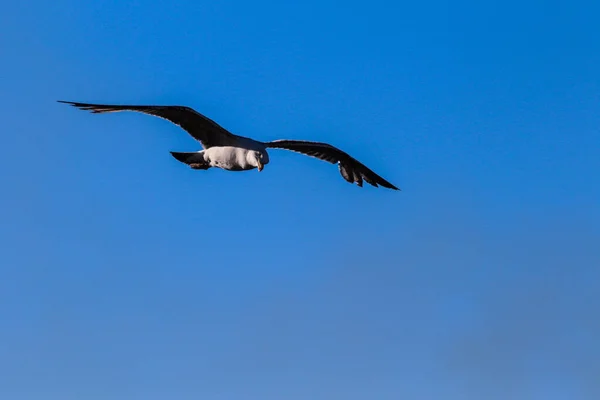 Närbild Sjöfågel Himlen Med Öppna Vingar Perfekt För Tapeter — Stockfoto
