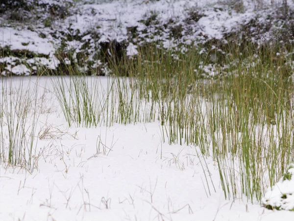 Zielona Wysoka Trawa Pokryta Śniegiem Zimie — Zdjęcie stockowe