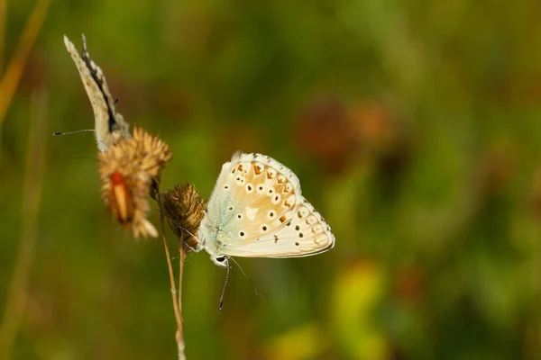 一只长着大翅膀的可爱蝴蝶栖息在一朵花上的特写镜头 — 图库照片