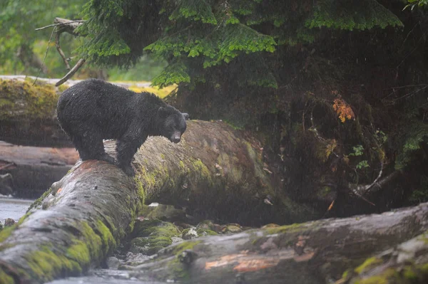 Urso Espírito Negro Ursus Americanus Kermodei Deserto Sob Chuva Pesada — Fotografia de Stock