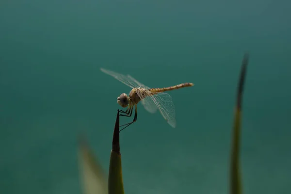 Close Uma Libélula Com Asas Transparentes Fauna Qatar — Fotografia de Stock