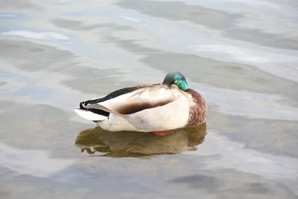 Ein Selektiver Fokus Nahaufnahme Eines Bunten Wasservögels Einem Klaren Teich — Stockfoto