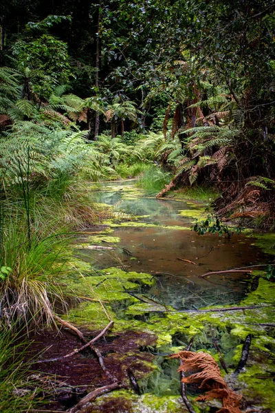 Vertical Shot Tropical Forest High Green Trees Small Lake Daytime — Stock Photo, Image