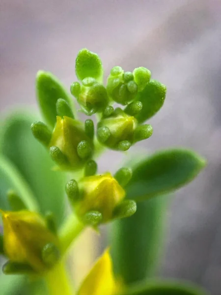 Çiçek Açan Bir Bitkinin Dikey Görüntüsü — Stok fotoğraf