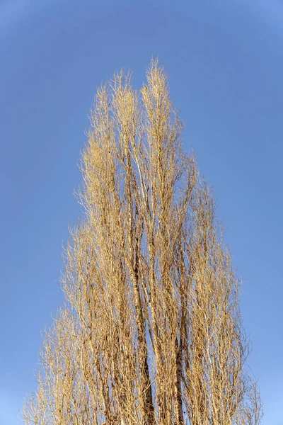 Uma Visão Baixo Ângulo Dos Ramos Secos Árvore Durante Temporada — Fotografia de Stock