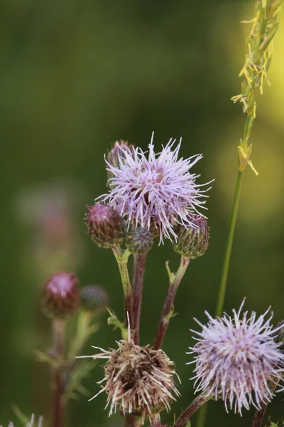 Vertical Close Shot Purple Stubby Thistle Flower Blurred Background — Stock Photo, Image