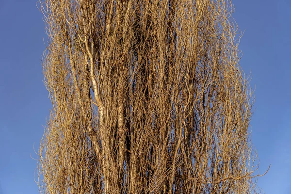 Una Vista Angolo Basso Dei Rami Secchi Dell Albero Durante — Foto Stock