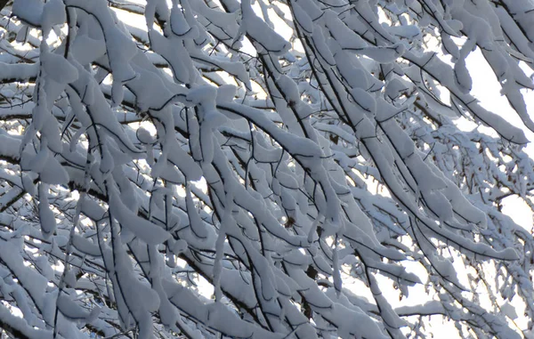 Ένα Κοντινό Πλάνο Από Κλαδιά Δέντρων Καλυμμένα Χιόνι — Φωτογραφία Αρχείου