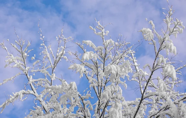Primer Plano Ramas Árboles Cubiertas Nieve —  Fotos de Stock