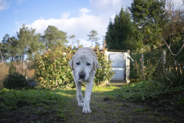 Detailní Záběr Starého Labradorského Psa — Stock fotografie