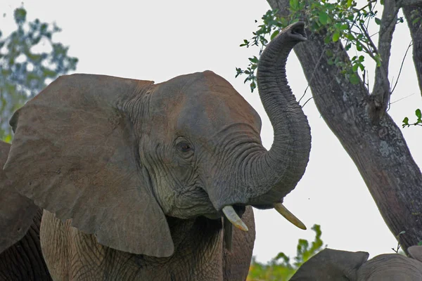 Retrato Elefante Africano Bonito Com Tronco Parque Nacional Tarangire Tanzânia — Fotografia de Stock