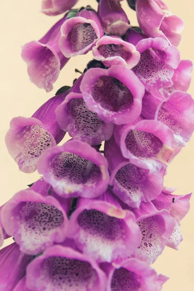 Vertical Closeup Beautiful Purple Foxgloves — Stock Photo, Image