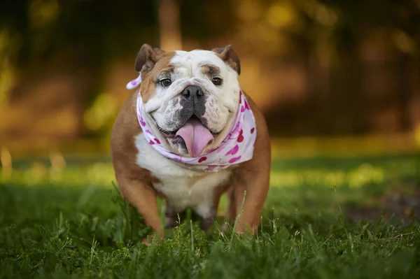 Egy Imádnivaló Angol Bulldog Portréja Amin Szívecskés Sál Van — Stock Fotó