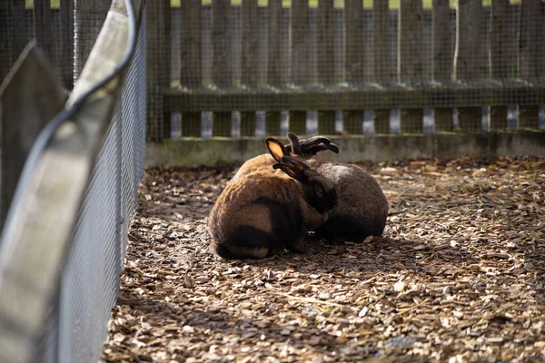 Selektiv Fokusbild Bedårande Bruna Kaniner Som Myser Tillsammans — Stockfoto