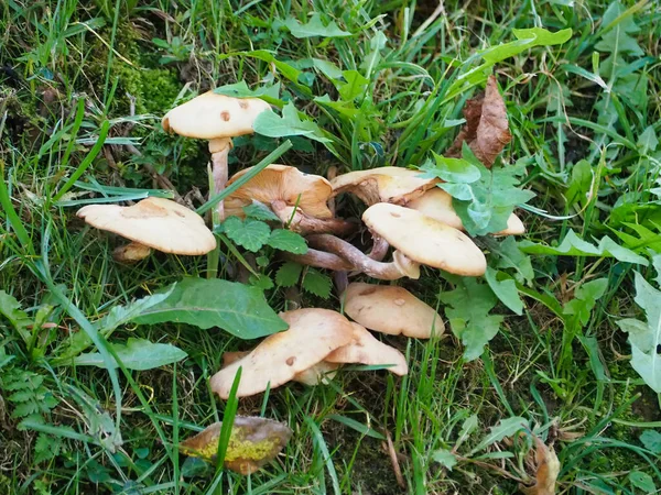 Une Vue Dessus Quelques Champignons Frais Dans Forêt — Photo