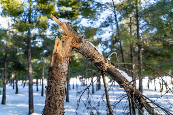 Primer Plano Árbol Desnudo Roto Bosque Cubierto Nieve Bajo Luz — Foto de Stock