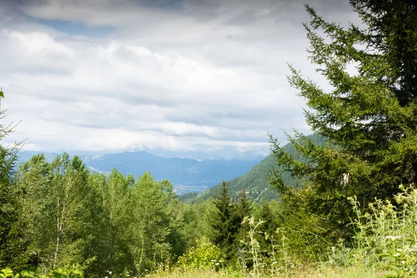 Прекрасний Знімок Дерев Гірському Лісі — стокове фото
