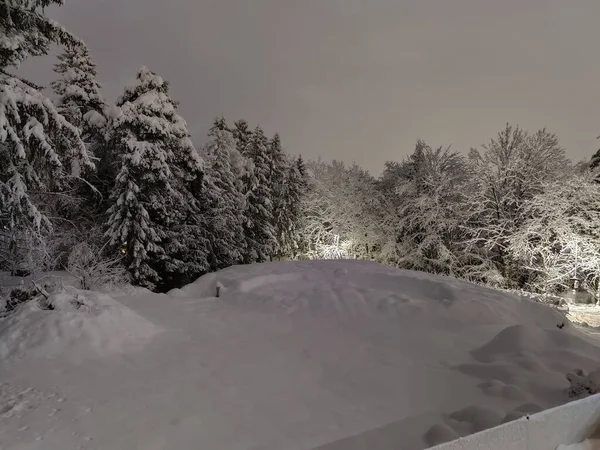 Parque Con Árboles Cubiertos Nieve Por Noche — Foto de Stock