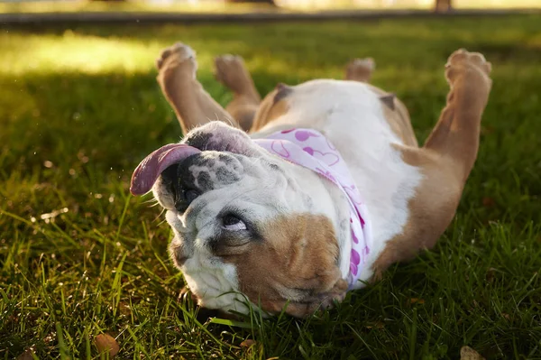 Szelektív Fókusz Felvétel Egy Vicces Angol Bulldog Feküdt Hátán Egy — Stock Fotó