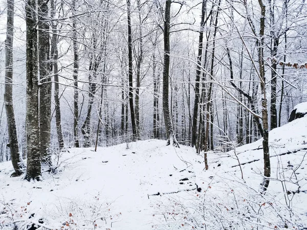 Μια Μαγευτική Λήψη Ενός Όμορφου Χειμερινού Τοπίου Χιονισμένα Δέντρα Larvik — Φωτογραφία Αρχείου