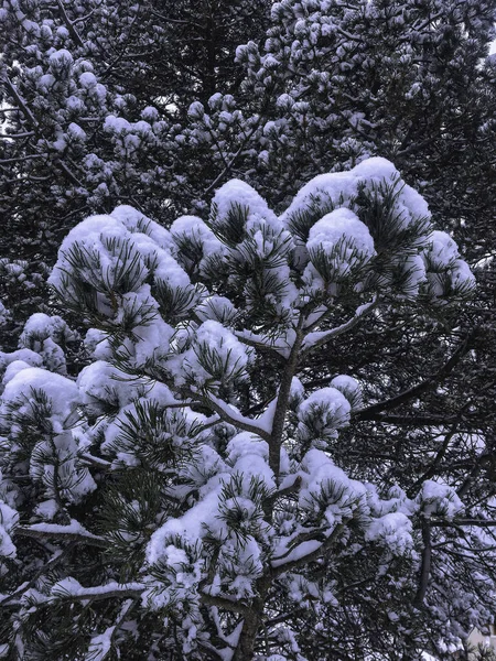 Existuje Rčení Které Říká Rok Sněhu Rok Zboží — Stock fotografie