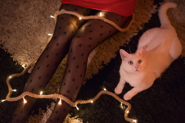 Een Hoge Hoek Opname Van Een Prachtige Witte Kat Zittend — Stockfoto