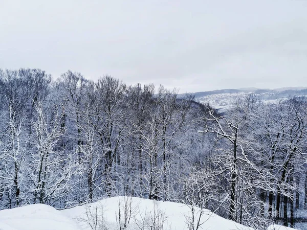 挪威拉尔维克 一个美丽的冬季风景的迷人的镜头 上面覆盖着积雪的树木 — 图库照片